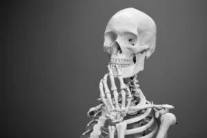 Lire la suite à propos de l’article « Morpho-anatomie » : Le mot de la fin (partie 3)